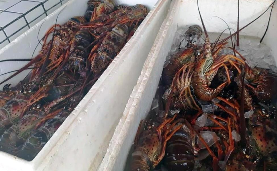 Live Lobster Entire