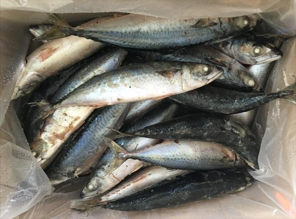 Mackerel  1.000 – 2.000 Kg