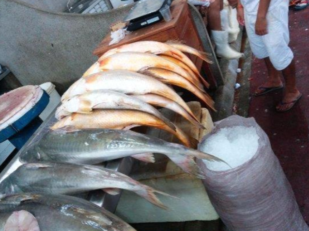 Yellow Acoupa Weakfish  100 -350 Grams
