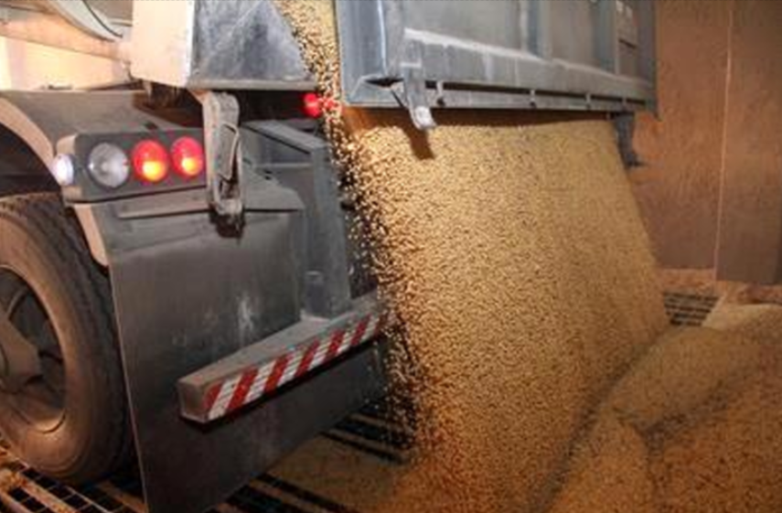 Soybeans GMO