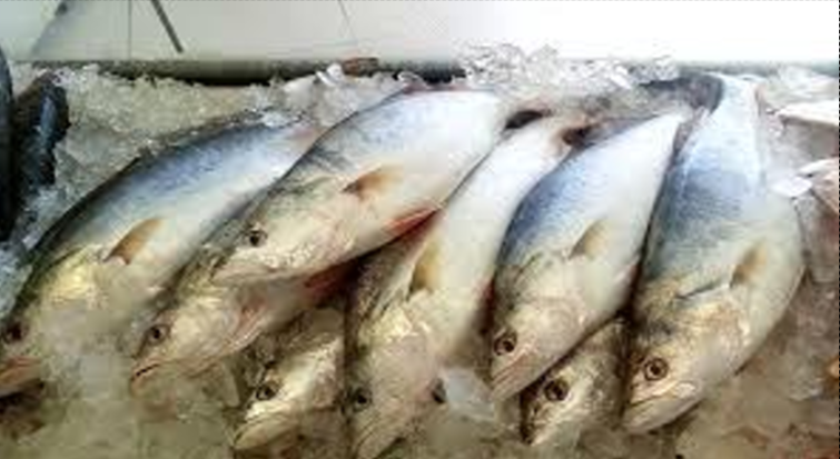 Whrite Hake 500 Grams UP